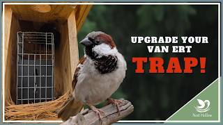 Best Sparrow Trap for Large Nest Boxes