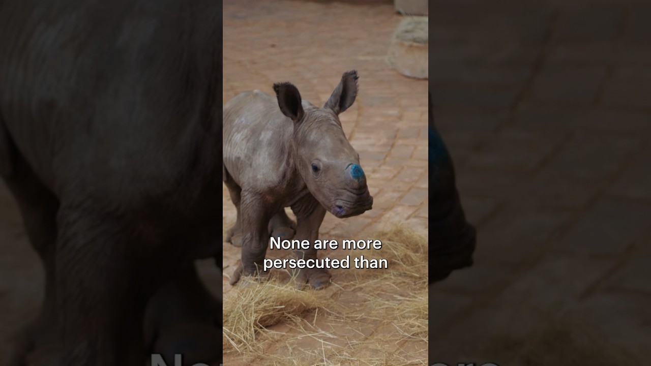 Film backdrop image for When the horn is more worth than the animal - shorts elephants wildlife IvanCarter (2023)
