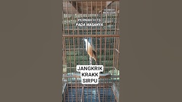 cendet gacor isian jangkrik walang krakk sirpu (diku) #cendet #gacoran #isianmewah #jangkrik #fyp