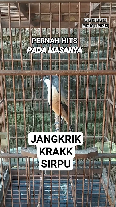 cendet gacor isian jangkrik walang krakk sirpu (diku) #cendet #gacoran #isianmewah #jangkrik #fyp