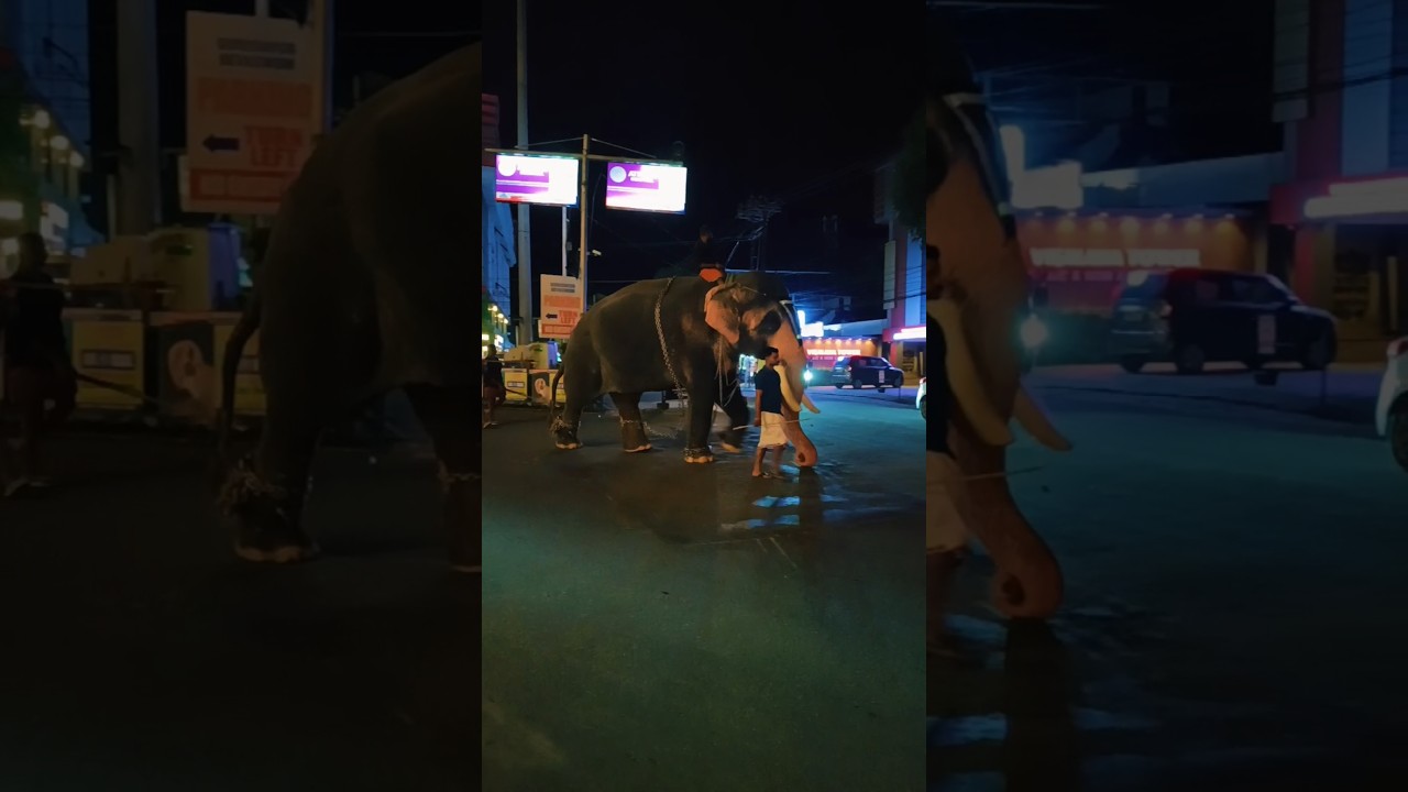 തുമ്പികൈ റോഡിൽ അമർത്തി എടുക്കുന്നത് കണ്ടോ 😱😱😱#shortsfeed #viral #short