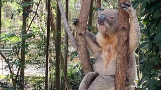 Animals of Australia - Koala Bear, Kangaroo, spiders, water dragon #koala #koalabear #kangaroo #life