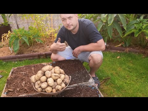 Wideo: Czy uprawa ziemniaków w oponach jest bezpieczna?