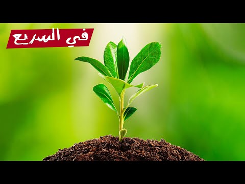 فيديو: الهياكل الشفافة هي أحد الحلول لمشكلة توفير الطاقة