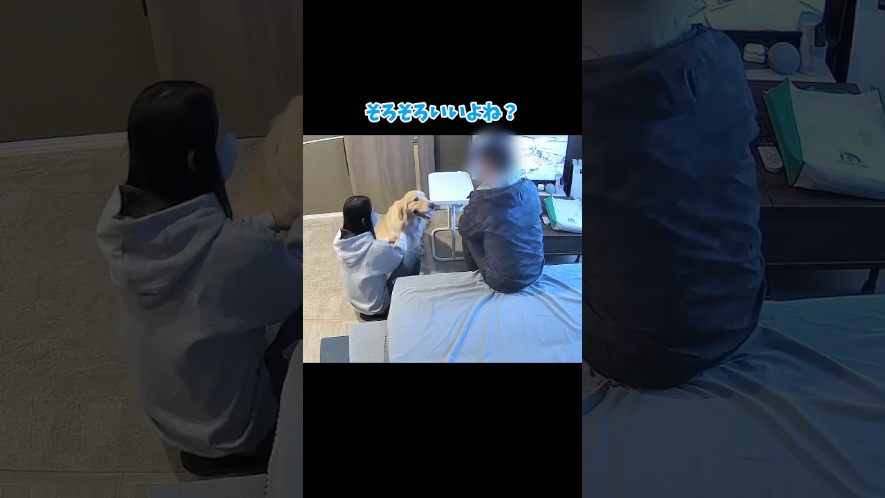 やっぱり全員マブダチ #大型犬 #ゴールデンレトリバー