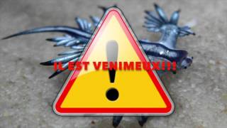 C Est Quoi Le Dragon Bleu Des Mers Youtube