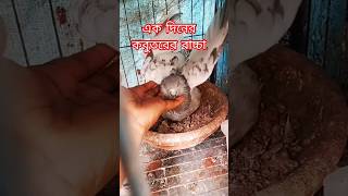 এক দিনের কবুতরের বাচ্চা। #beauty #love #mizanur_rahman_azhari #ili #funny #pigeonlaver #cat #antics