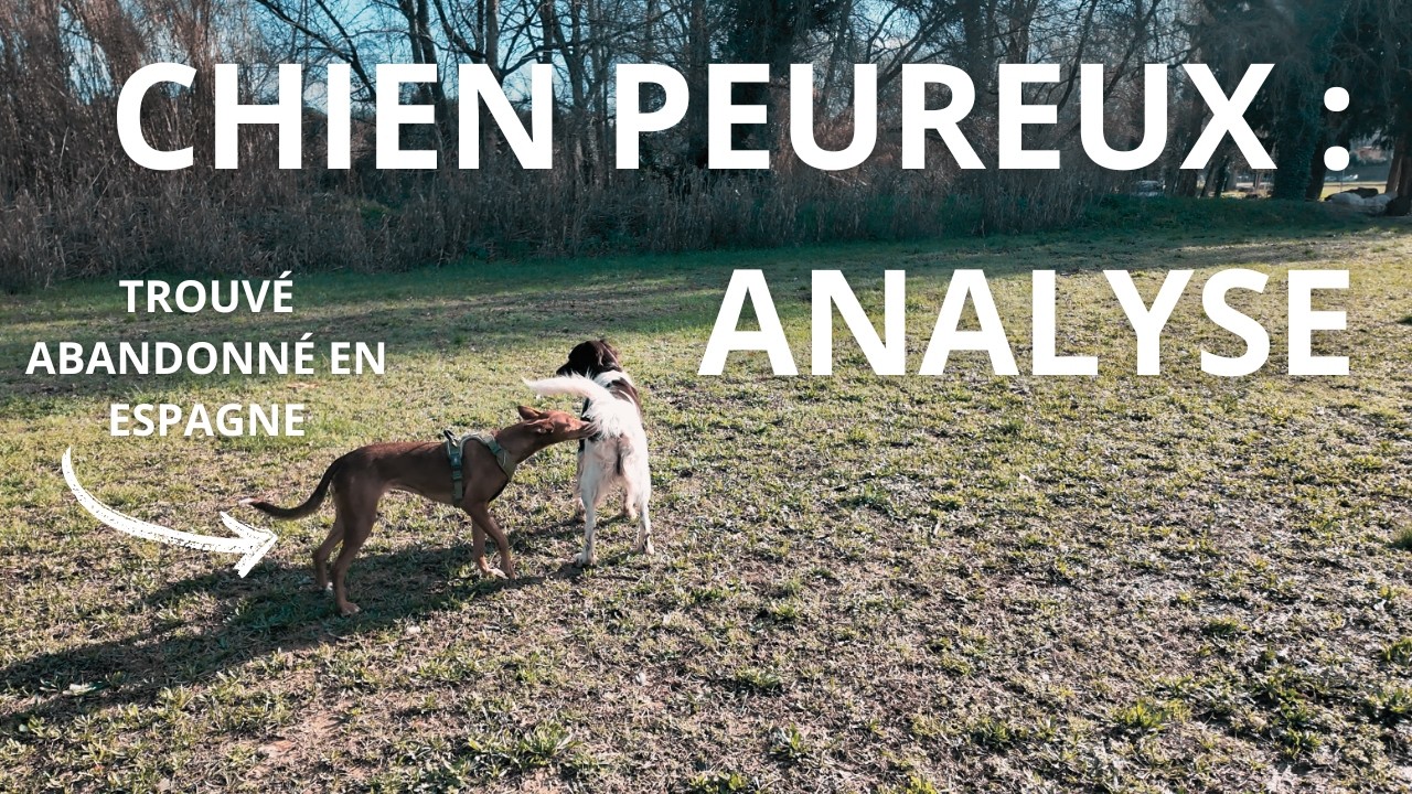 La rencontre d’un chien peureux avec des chiens régulateurs (analyse comportementale)