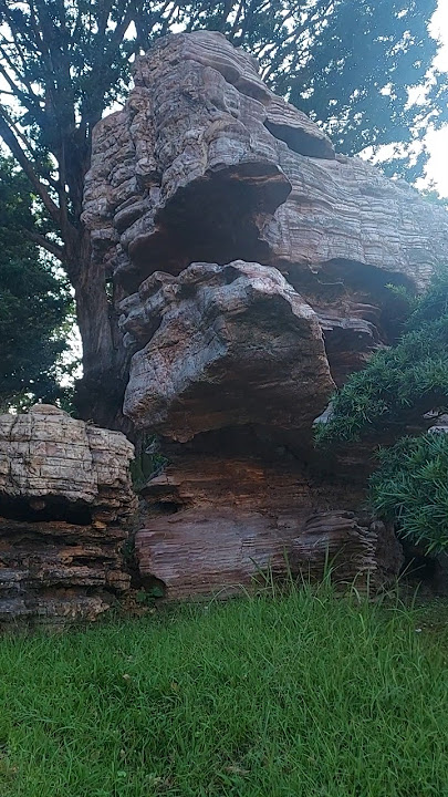 ang laki nito#viralvideo #shortvideo