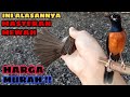 Bagus Untuk Masteran Murai Batu Harganya Lebih Murah Dari Kutilang Bahkan Geratis Mp3 - Mp4 Download