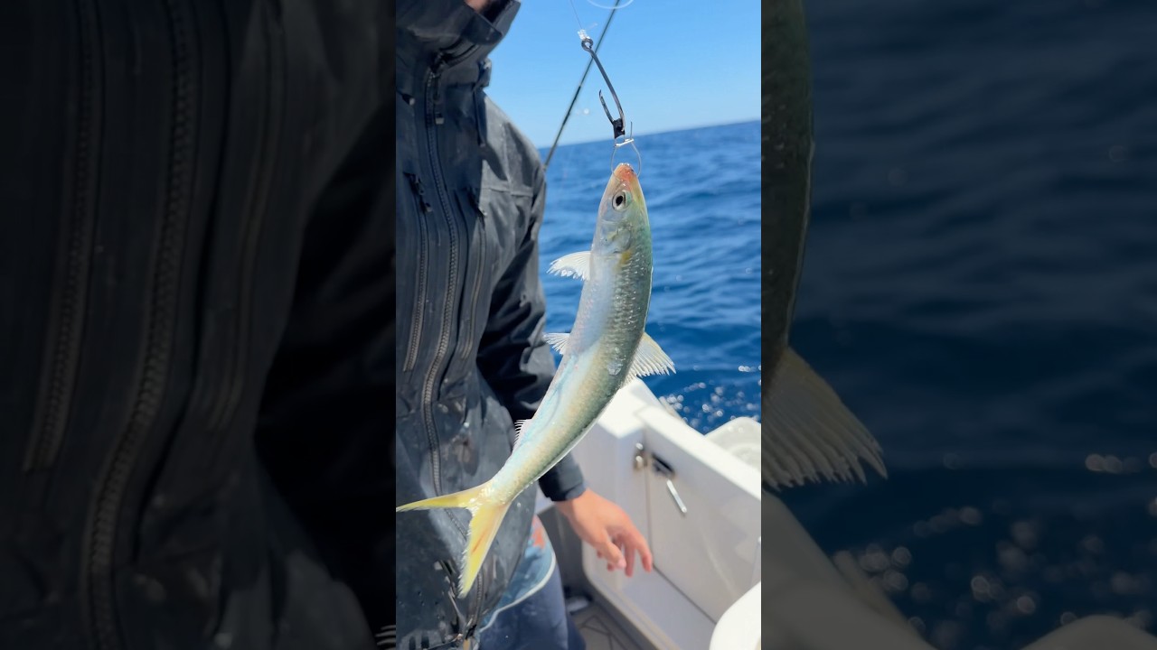 Этот ролик делает рыбалку с живой наживкой невероятно простой! 