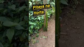 Em breve no Canal como plantar Pitaya