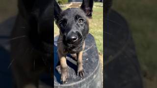Belgian Malinois Puppy Training - Molly eight week old Malinois works on recall. #malinois #puppy
