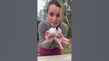 advent with Athena day 8 🤎 #cats #adventcalendar #shortsmaschallenge #christmas