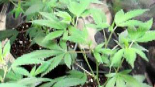 Grow Closet (Veg) - 125 Watt CFL + 55 Watt CFL