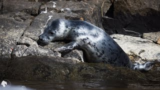 Kaksi harmaahylkeiden kuuttia Helsingissä / Two young grey seals, Helsinki