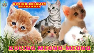Kucing Meong Meong Anak Kucing Lucu Meong-Meong Anak Kucing Bermain Bernyanyi Meong-Meong