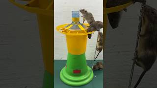 The Simplest Homemade Mouse Trap Idea // Mouse Trap 2 #Rattrap #Rat #Mousetrap #Shorts