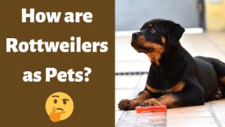 How are Rottweilers as Pets? | Cost, Life Expectancy, and Temperament |