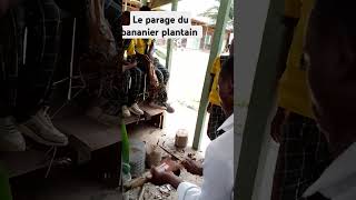 Parage Du Bananier Plantain Pour Les Pif