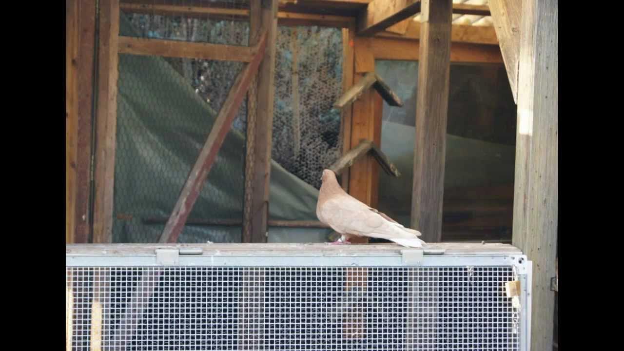 Голубятни германии Голубятни германии