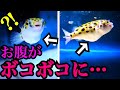 フグたちのお腹がボコボコに膨らんだ…