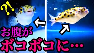 フグたちのお腹がボコボコに膨らんだ…