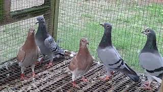 #Jan Theelen #kweek#marathon #pigeonfan #pigeonlove #Barcelona #pigeonsport