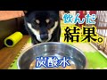 柴犬が初めて炭酸水を飲んだリアクションがおもしろすぎるwww (豆柴) Shiba Inu with an interesting reaction to drink carbonated water