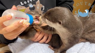 Mama Otter Tries to Steal the Baby's Milk!