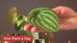 Peperomia argyreia (Watermelon peperomia) Houseplant Care — 46 of 365