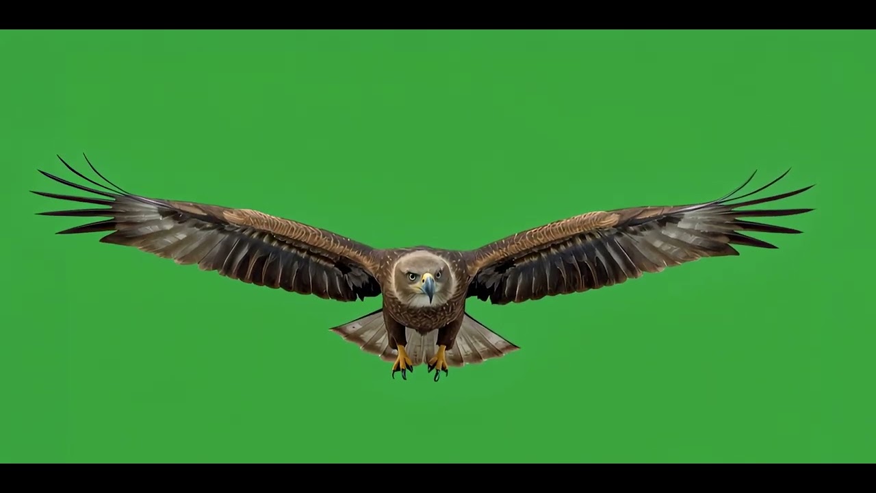 Majestic Eagle in Flight – Green Screen (HD)