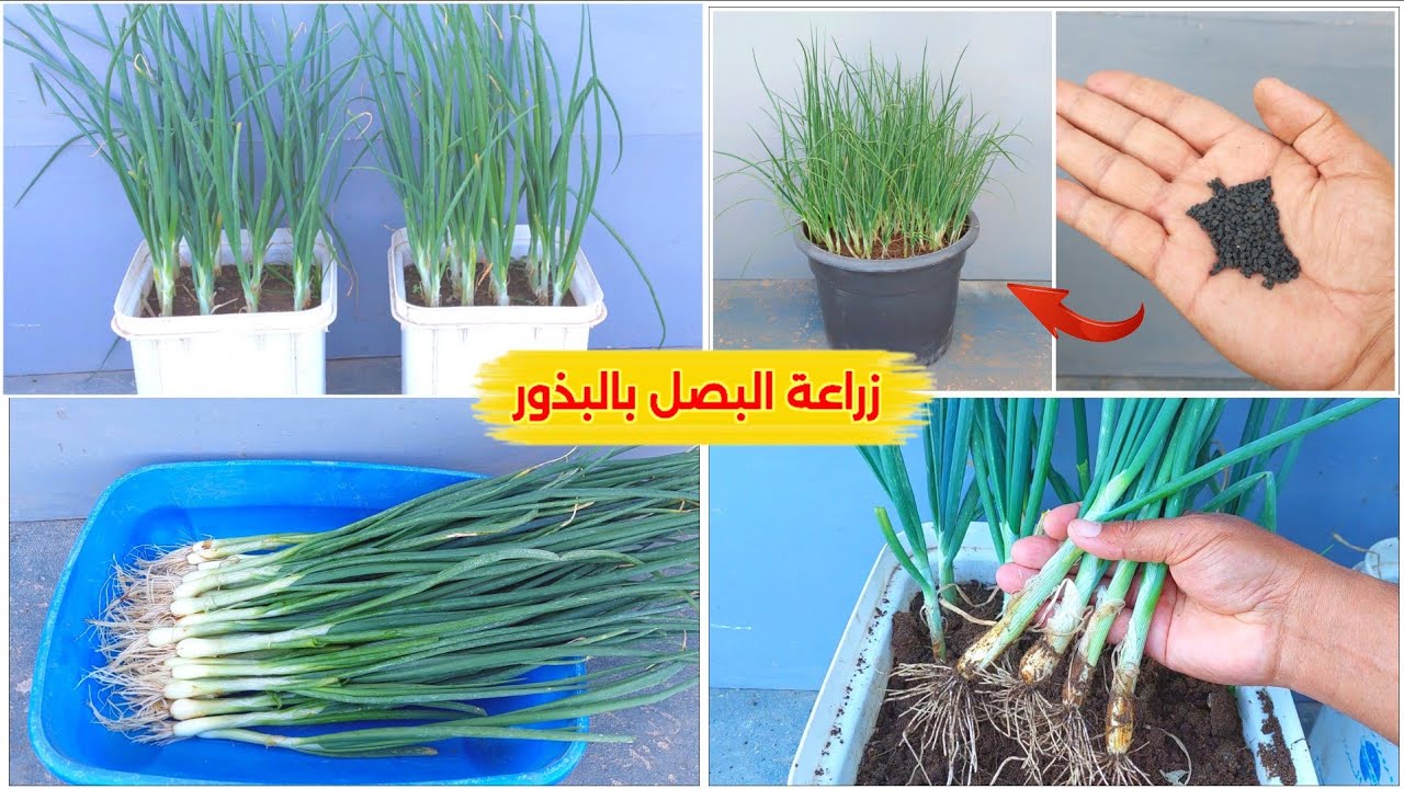 شاهد كيف يتم زراعة البصل من البذور حتي الحصاد بكل سهولة