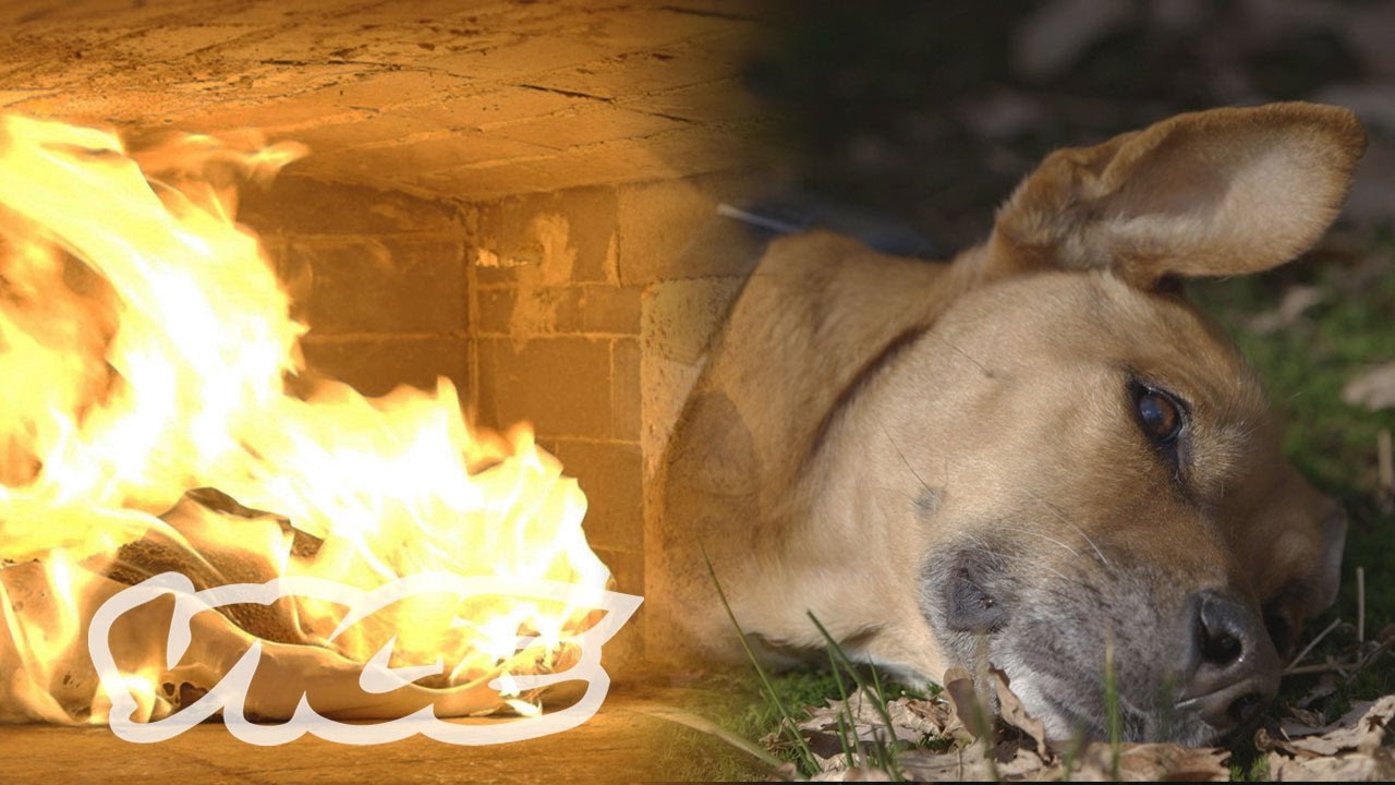 Are Pet Cremation Ashes Toxic?