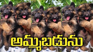 german shepherd puppy for sale in low price || 86390 76949