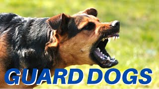 DOGS BARKING!! Angry Dogs | Real Guard Dogs | Defending You! Free Download MP3