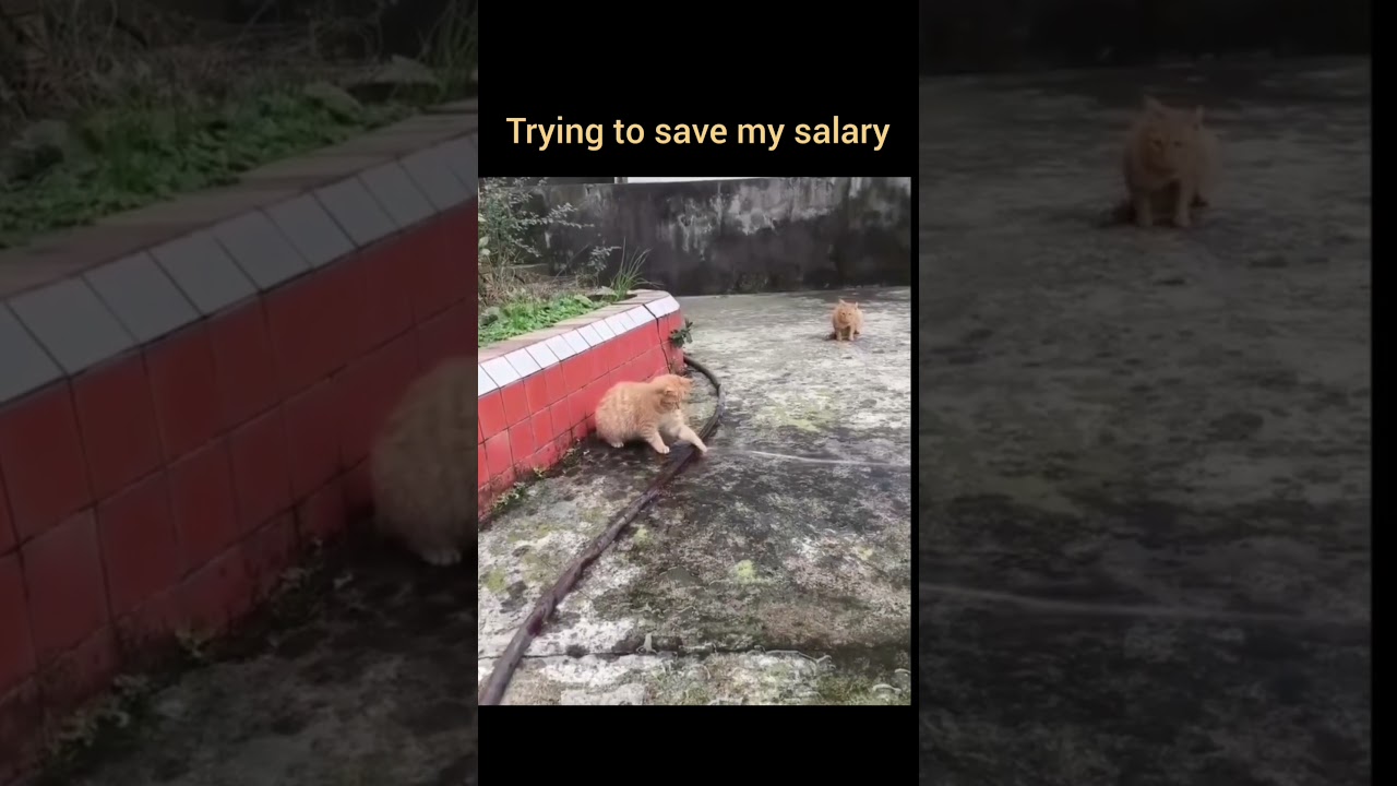 #funnycatvideos #funyshorts funny #funnymemes #catshorts