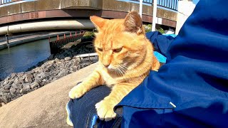防波堤に座ると野良猫がモフられに上って来た