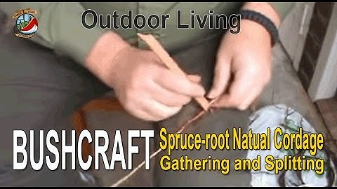 Bushcraft - Spruce-root Natural Cordage Gathering and Splitting