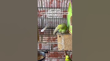 #سورة_الفجر #قرآن #قيام_الليل #الصلاة #العبادة #العراق #طيور #البادجي #quran #birds #budgies #trend