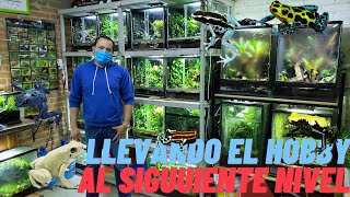 Frog Room , Increíble Colección de Ranas Venenosas!! ⚠| AQUA RC |