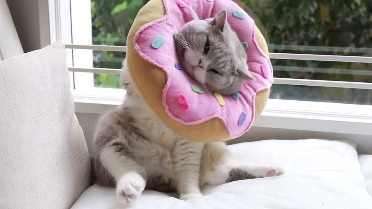 Good meowing Collar vs Cat YouTube