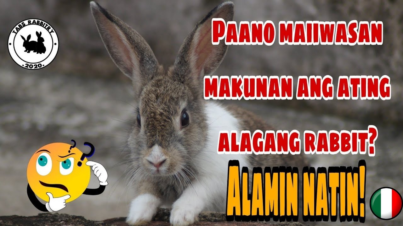 Bakit nakukunan ang rabbit | What causes rabbits to abort | What causes ...