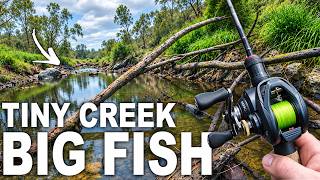 fishing a skinny creek LOADED WITH FISH | fishing w BFS gear!