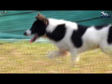 wow!!amazing-rural-labrador-retrievers-having-fun-with-fantastic-australian-cattle-dogs