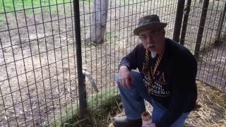How to Train Your Dog to Use a Lick Spout by Ron Ramos by PapapitTV Ramos 6,503 views 8 years ago 2 minutes, 37 seconds
