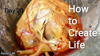 How to Make Life in broken Egg without hen | India's first chick hatched without an eggshell |