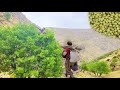 Nomadic Lifestyle of Iran:Wild pear harvest in the mountains on a heavy rainy day