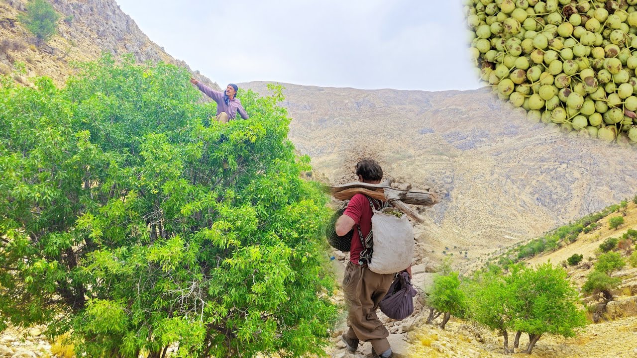 Кочевой образ жизни в Иране: сбор диких груш в горах в дождливый день.