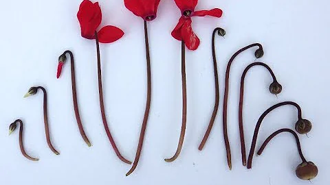How to look after your cyclamen, tips and tricks to make them last longer - DayDayNews